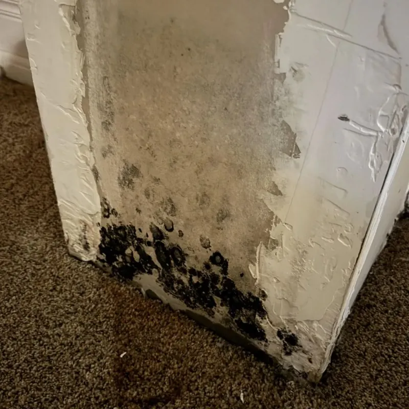 Professional Mold Removal in Crook County, WY